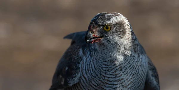 Close Hawk Hunt — Stock Photo, Image