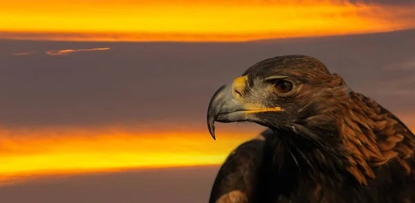 Close Van Het Hoofd Van Een Steenarend — Stockfoto