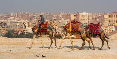 Giza Platosu, Mısır, 01.31.2018. Kahire şehrinin arka planına karşı bir deve binicisi.