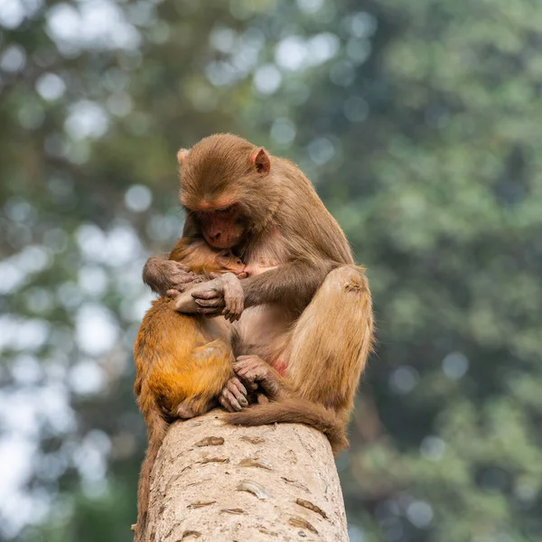 Macaco Está Alimentando Seu Filhote Frente Uma Palmeira — Fotografia de Stock