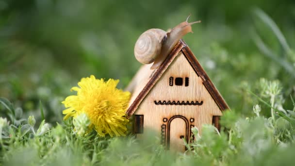 Caracol Rasteja Longo Uma Casa Madeira Miniatura Grama Verde — Vídeo de Stock
