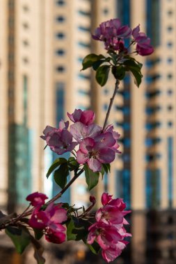 Modern bir evin arka planında çiçek açan elma ağacının pembe çiçekleri.