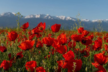Haşhaş çiçekleri bir bahar sabahı