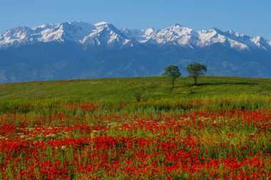 Poppy flowers in spring in the steppe and mountain range