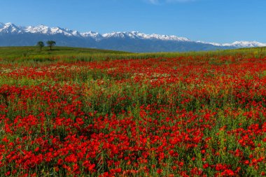 Bahar mevsiminde bozkır ve dağ sıralarında gelincik çiçekleri