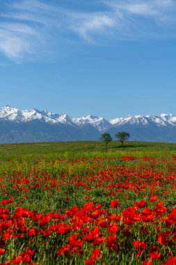 Bahar mevsiminde bozkır ve dağ sıralarında gelincik çiçekleri