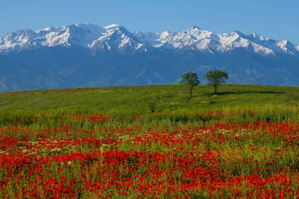Άνθη Παπαρούνας Την Άνοιξη Στη Στέπα Και Την Οροσειρά — Φωτογραφία Αρχείου