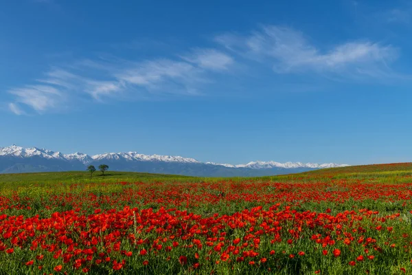 Bahar mevsiminde bozkır ve dağ sıralarında gelincik çiçekleri