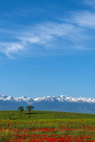 Vallmoblommor Våren Stäppen Och Bergskedjan — Stockfoto