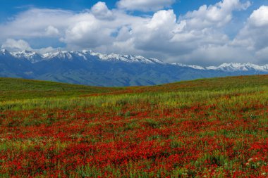 Poppy flowers in spring in the steppe and mountain range