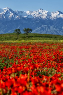Bahar mevsiminde bozkır ve dağ sıralarında gelincik çiçekleri