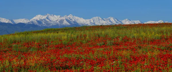 Poppy Flowers Spring Steppe Mountain Range — Stock Photo, Image