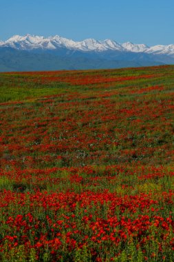 Bahar mevsiminde bozkır ve dağ sıralarında gelincik çiçekleri