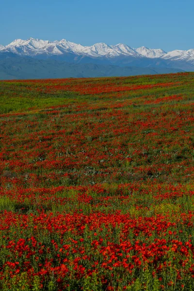 Bahar mevsiminde bozkır ve dağ sıralarında gelincik çiçekleri