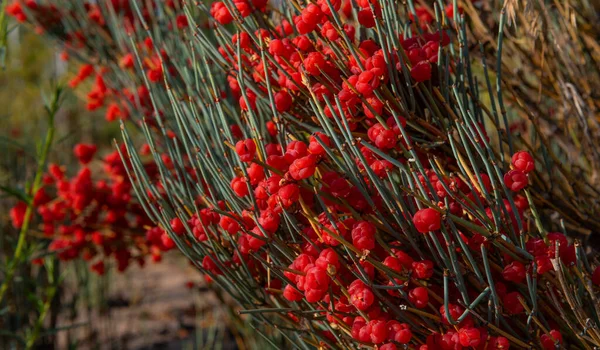 Bushes Berries Medicinal Plant Ephedra — 스톡 사진