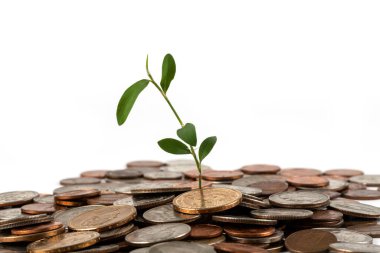 A young plant sprout grows from a pile of American coins on a white background