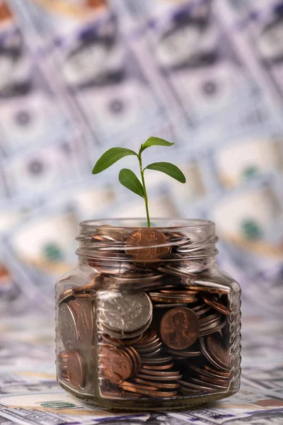 Young Sprout Plant Grows Glass Jar American Coins Background 100 — Stock fotografie