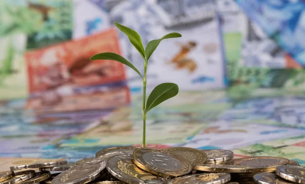 A young sprout of a plant grows from a pile of Kazakh coins against the background of Kazakh banknotes - tenge
