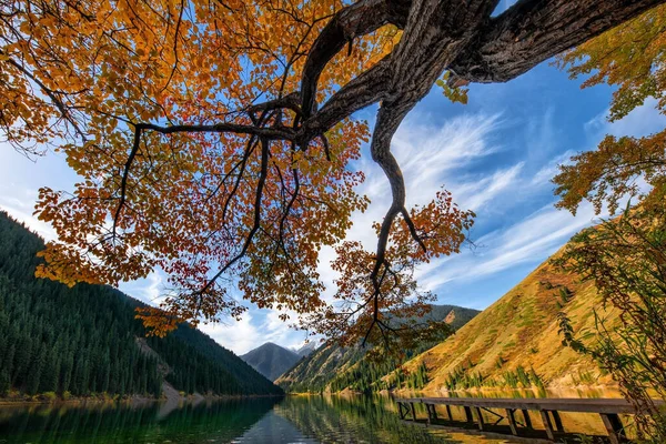 Picturesque Tree Yellow Autumn Leaves Shore Mountain Lake — 图库照片