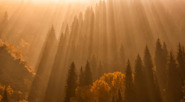 Rays Light Mixed Autumn Forest Mountains — Zdjęcie stockowe