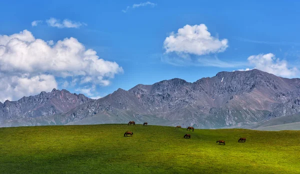 Several Horses Graze Picturesque Mountainous Area — Stock Photo, Image