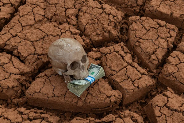 Model of a human skull with a stack of banknotes in denominations of 1 American dollar against the background of cracked clay