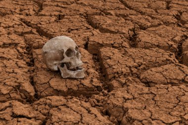 Çöldeki sıcaktan çatlamış kilin üzerinde yatan bir insan kafatası.