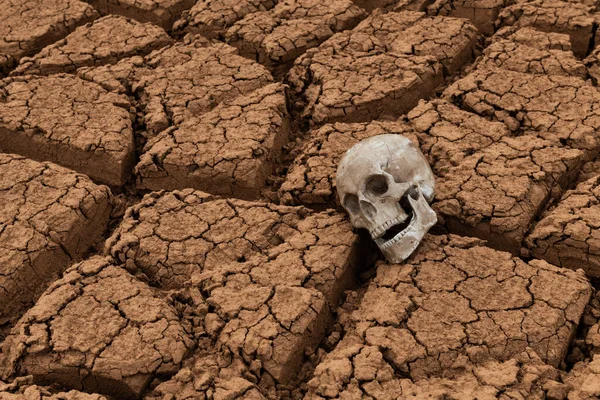 Manequim Crânio Humano Jaz Barro Rachado Calor Deserto — Fotografia de Stock