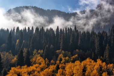 Dağlarda karışık sonbahar ormanı