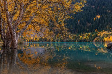 Bir sonbahar günü, güzel bir dağ gölünün kıyısındaki ağaçlar.