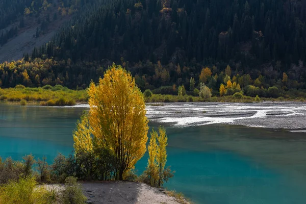 秋天的一天 一座风景如画的高山湖畔的树木 — 图库照片