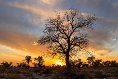 Resimli turangolar (kavak cinsinden ağaçlar) bir sonbahar akşamında
