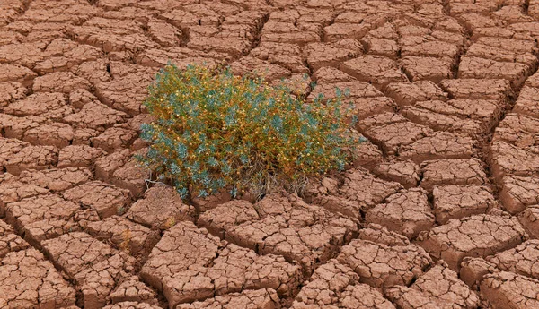 布什在沙漠中的破碎的粘土上 — 图库照片