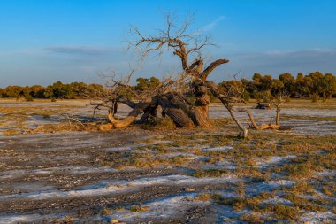 Turanga - yüksek tuz içeriği nedeniyle tarıma elverişsiz toprakta çeşitli kavak türleri