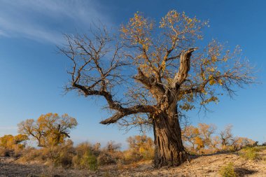 Resimli turangolar (kavak cinsinden ağaçlar) bir sonbahar akşamında