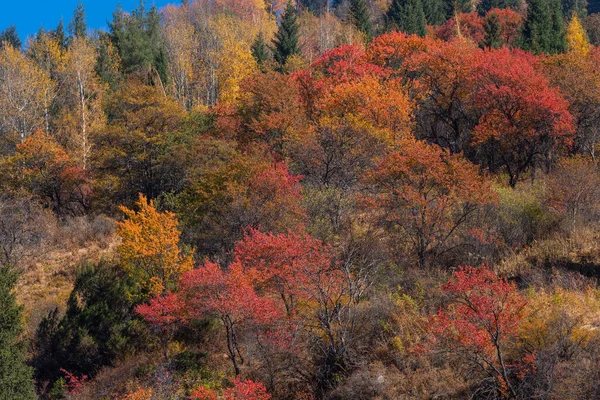 Mieszany Jesienny Las Zboczu Góry — Zdjęcie stockowe