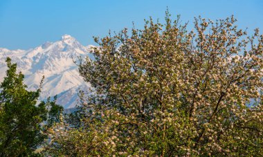 Bir bahar akşamı çiçeklerle çiçek açan yabani elma ağacının bir parçası.