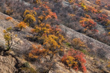 Sonbaharda dağdaki yaban kayısı ağaçları
