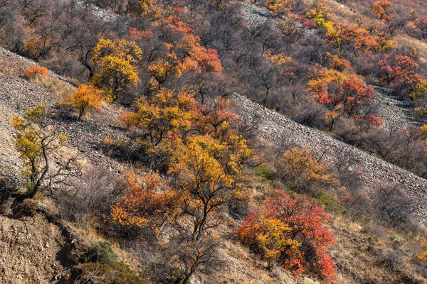 Sonbaharda dağdaki yaban kayısı ağaçları