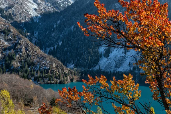 秋天的一天 一棵杏树的枝干 绿叶红黄 湖水高耸 风景如画 — 图库照片