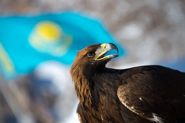 Águia Dourada Fundo Bandeira República Cazaquistão — Fotografia de Stock