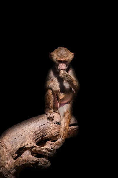 Affe Sitzt Auf Einem Baumstamm Und Isst Auf Schwarzem Hintergrund — Stockfoto