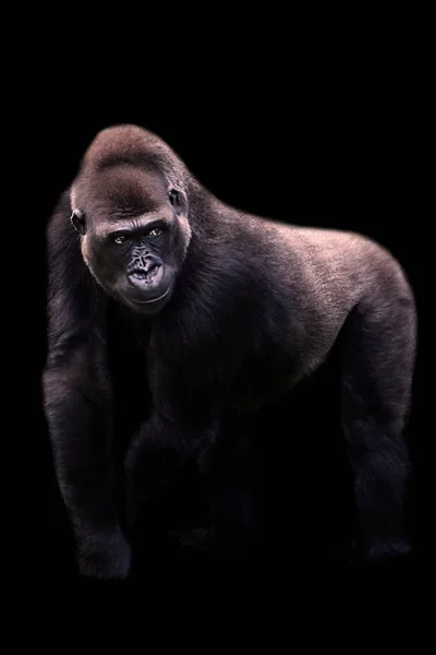 Young Male Silverback Gorilla Walking All Fours Black Background Wildlife — Stock Photo, Image