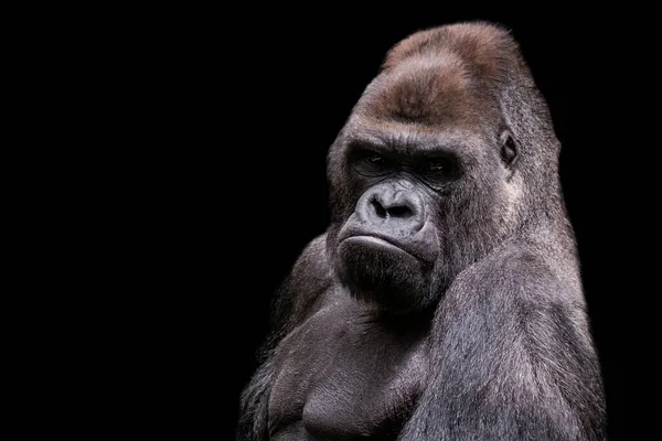 Gorila Macho Adulto Dorso Plateado Sobre Fondo Negro Bonito Retrato — Foto de Stock