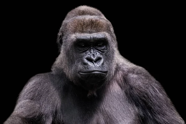 Silverback Gorilla Maschio Adulto Sfondo Nero Bel Ritratto Gorilla — Foto Stock