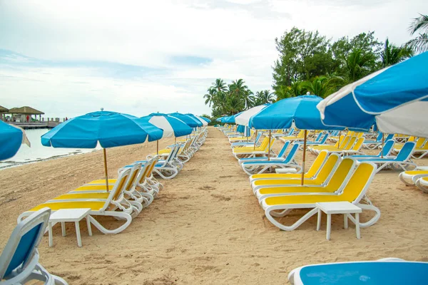 Beau Paysage Tropical Chaises Longues Chaises Longues Parasol Sous Palmier — Photo