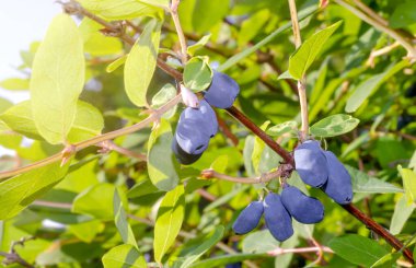 Güneşli yaz mevsiminde, açık mavi gökyüzü ve güneş ışınlarına karşı yakından çekilmiş mavi böğürtlenli bir hanımeli çalısı..