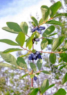 Gökyüzüne karşı mavi böğürtlenli hanımeli çalılığının tek bir dikey dalı.