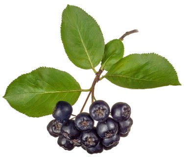 Bir avuç olgun böğürtlen, siyah meyveli dağ kül çalısı. Beyaz arka planda yeşil yapraklarla izole edilmiş..