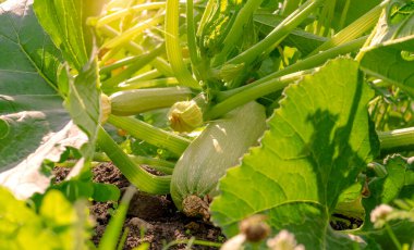 Kırsal kesimde güneşli bir günde bahçede açık yeşil kabak meyveleri..